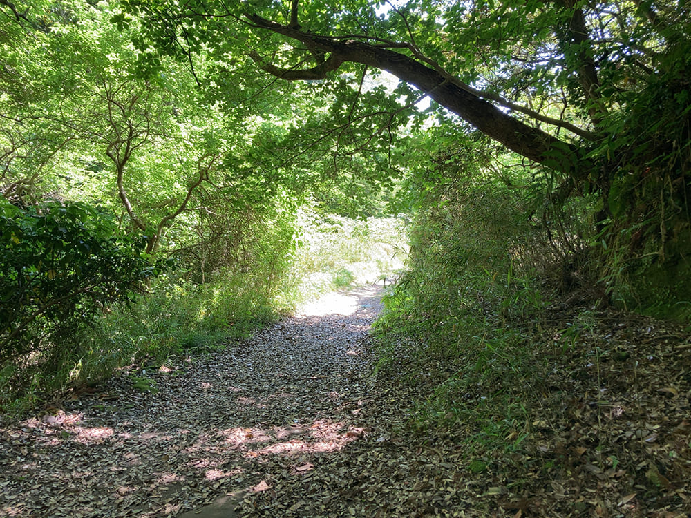御宿町 小浦海岸 緑の道