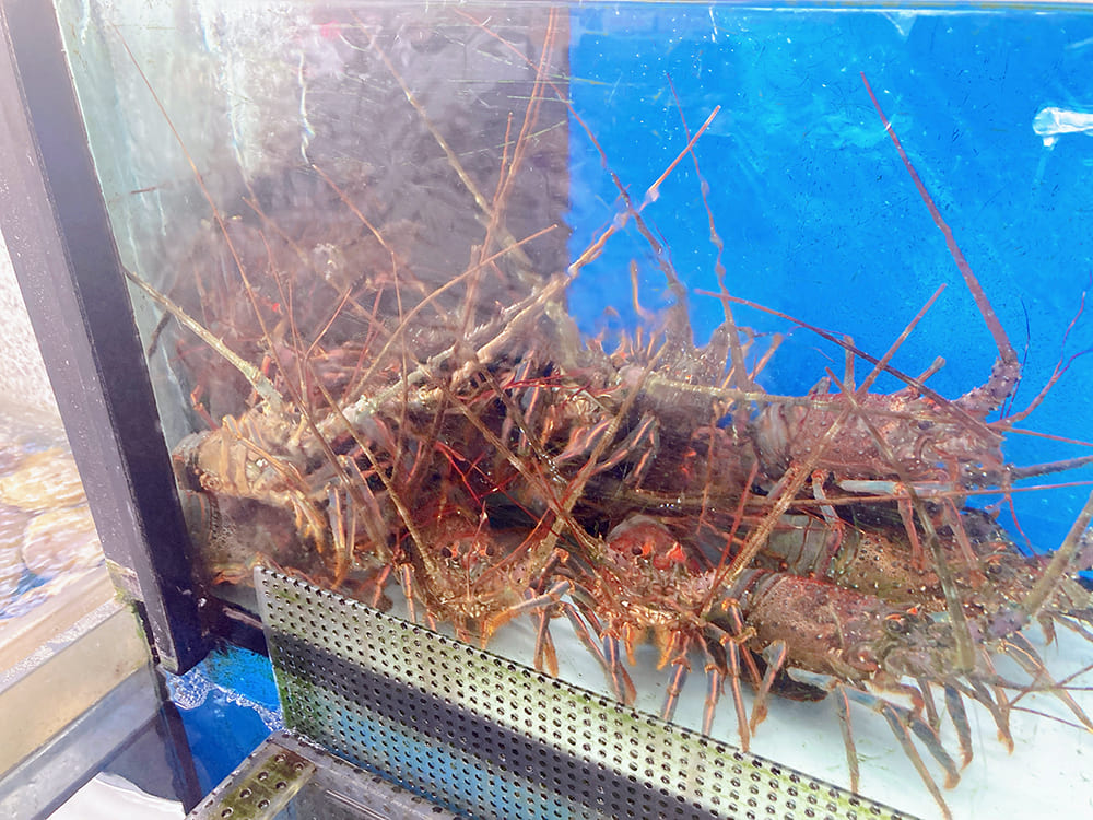 御宿町 白鳥丸 伊勢海老