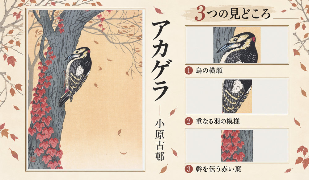小原古邨「アカゲラ」の全図と、鳥の横顔、重なる羽の模様、幹を伝う赤い葉を示した3つの見どころ