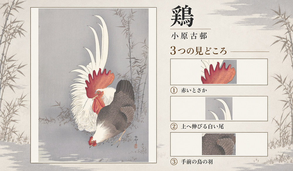 小原古邨「鶏」の全図と、赤いとさか、上へ伸びる白い尾、手前の鳥の羽を示した3つの見どころ