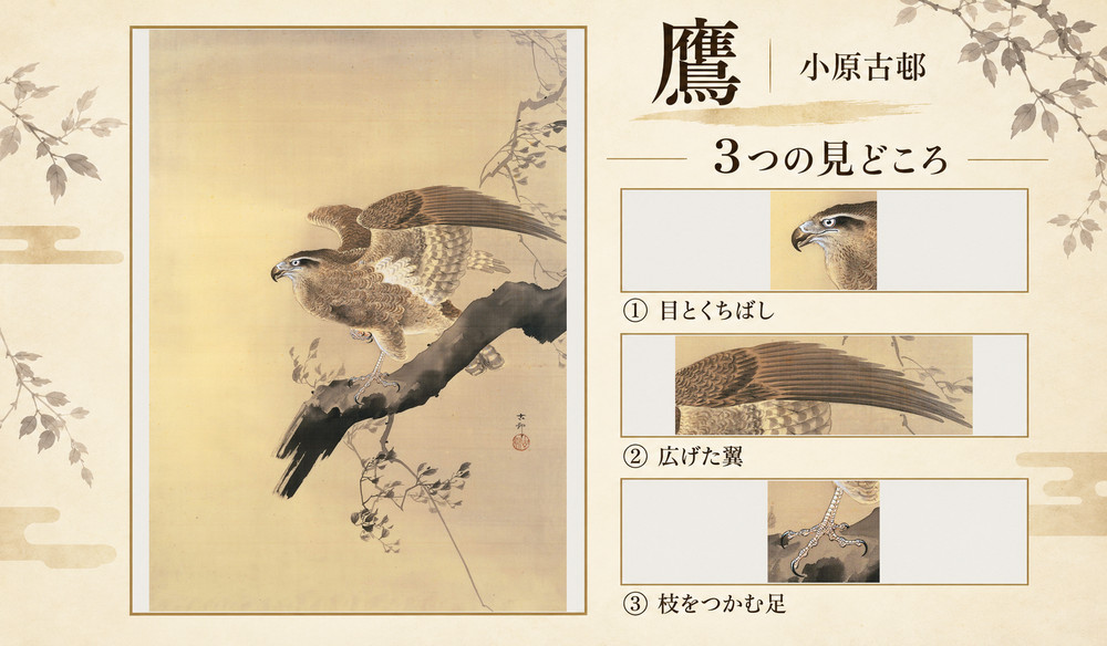 小原古邨「鷹」の全図と、目とくちばし、広げた翼、枝をつかむ足を示した3つの見どころ