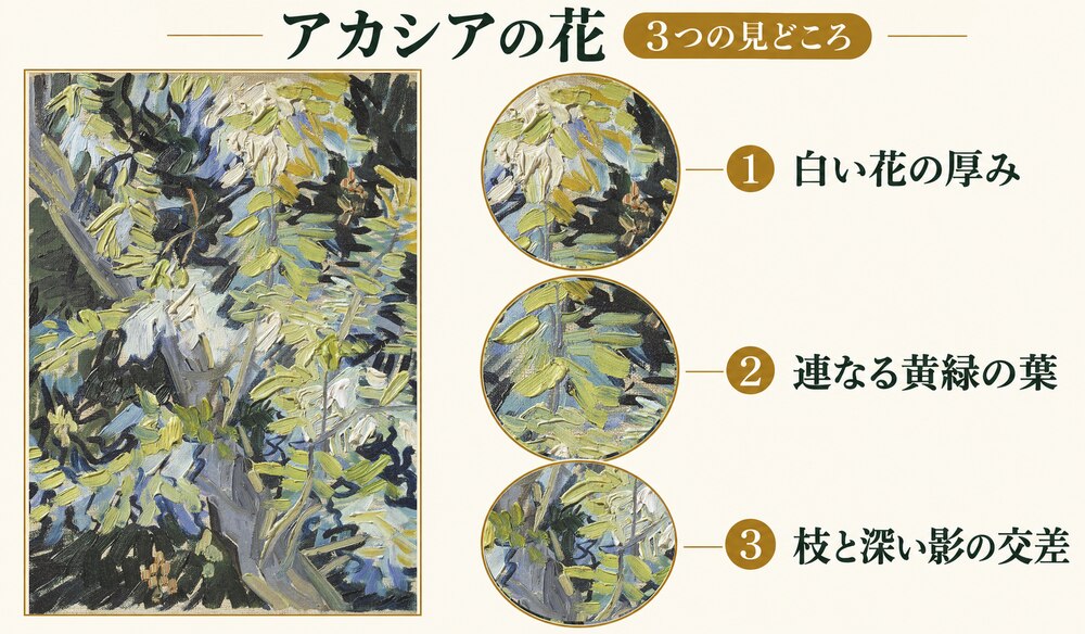 「アカシアの花」の3つの見どころ：白い花の厚み、連なる黄緑の葉、枝と深い影の交差